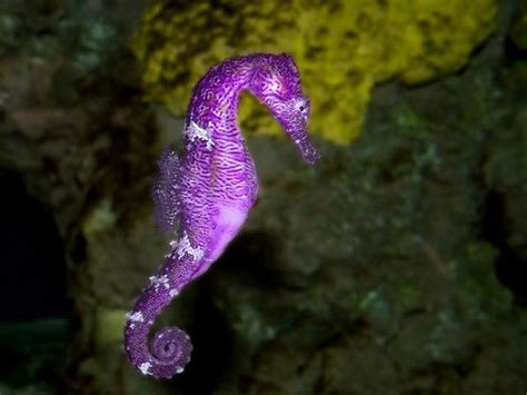 Purple Seahorse Lloyd K Barnes Photography By Sundaylady Underwater