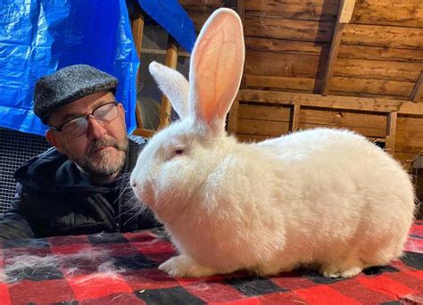 Continental Giant Rabbits For Sale Top 7 Best Breeders In The Usa