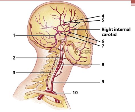 Major arteries of the head and neck. Arteries Of The Head And Neck Diagram - Atkinsjewelry
