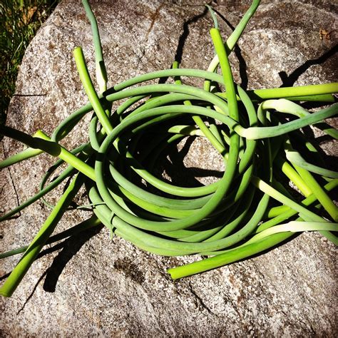 Garlic Scapes Two Clever Moms