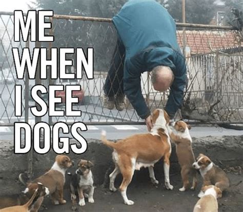 Dog Lover Funny Dogs Funny Animals Funny Animal Memes