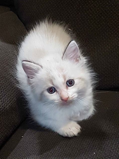 For sale ragdoll kittens | Petclassifieds.com