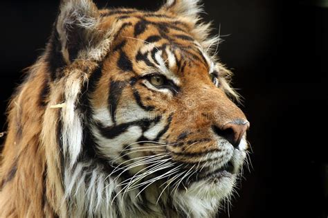 A Close Up View Of A Tigers Face With Long Hair And Eyes Wide Open