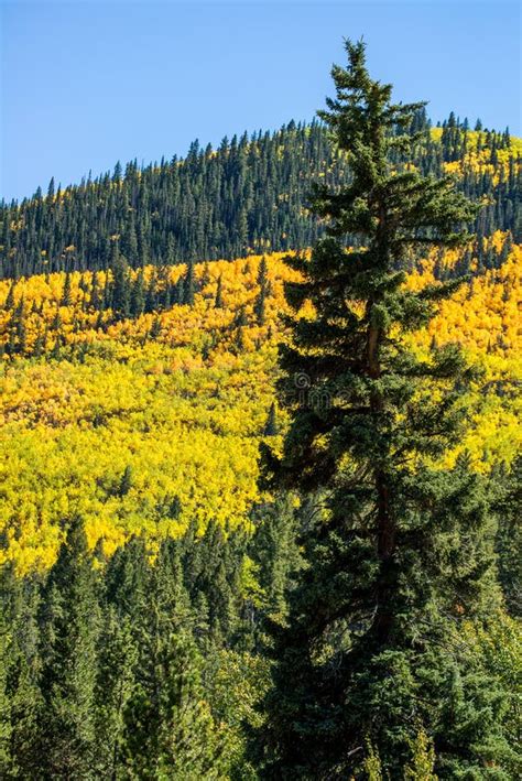Colorado Aspen Autumn Fall Colors Stock Image Image Of Fall Golden