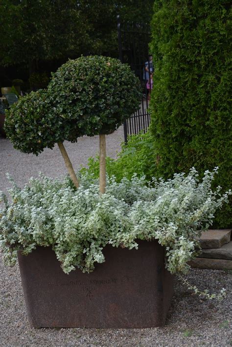 47 Best Topiary Images On Pinterest Container Garden