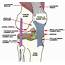 Knee Ligaments  Advanced Orthopedic & Sports Medicine Specialists