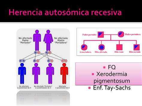 Ppt Genes Estructura Y Función Powerpoint Presentation Free