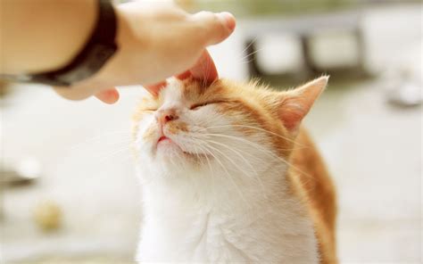 When they go into heat, cats will manifest in certain ways. 6 Ways to Tell If Your Female Cat Is in Heat