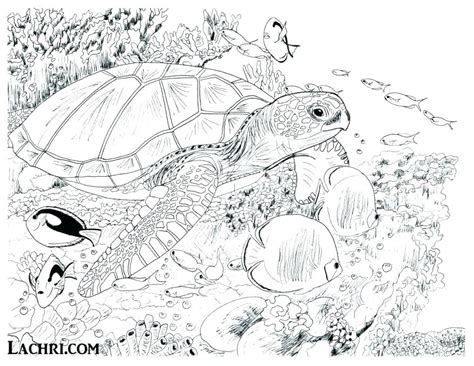 Underwater Coloring Pages For Adults at GetColorings.com | Free
