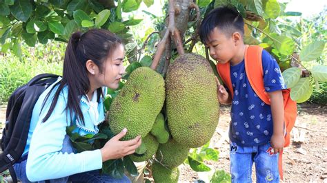 Chef Seyhak Seyhak And Mommy Find Ripe Jackfruit Pick Jackfruit From