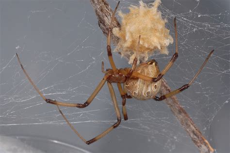 Spiders Brown Recluse And Black Widow Mississippi State University