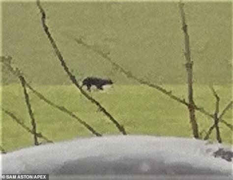 Is This The Beast Of Exmoor Phantom Big Cat Spotted Prowling Devon