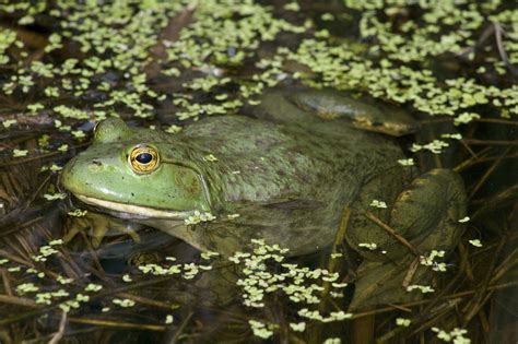Bullfrog Lithobates Catesbeianus Reptiles And Amphibians Of Iowa