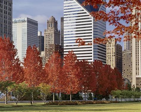 Chicago Autumn Trees Images Chicago