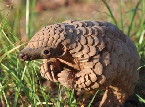 If enough people learn to care for this animal, there is a chance that it can be. Protecting the Pangolin | Baby pangolin, Rare animals ...
