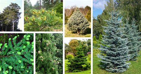 Types Of Evergreen Trees With Pictures Identification 59 Off