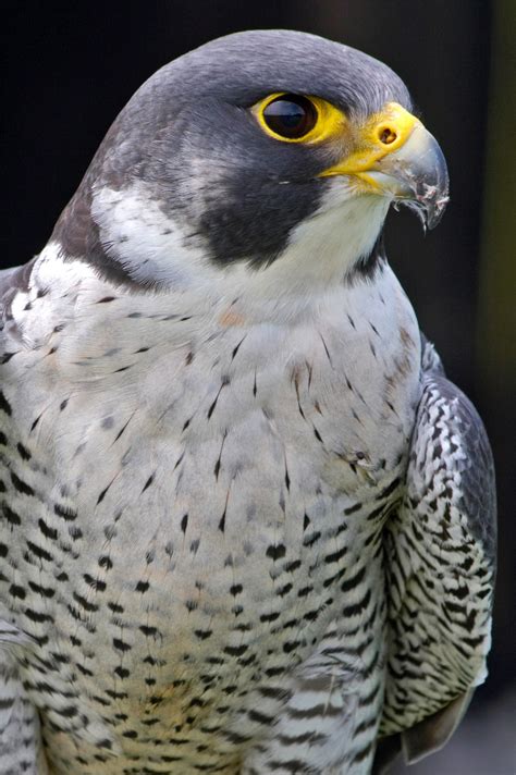Peregrine Falcon Portrait | Birds | Wildlife | Photography By Martin Eager | Runic Design