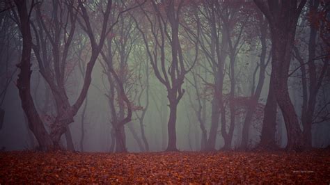 9 Spooky Forests Filled With Creepy Legends From Around The World