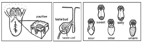 The Gustatory Sensory System Download Scientific Diagram