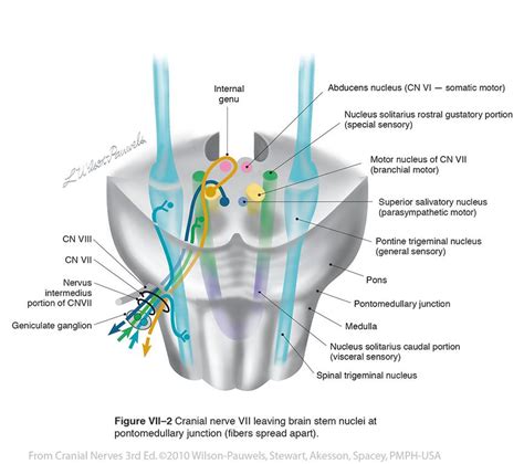 Brainstem Cranial Nerve Nuclei Facial Vii Cranial Nerves Physio