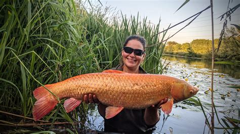 Giant Albino Grass Carpfrom A River — Angling Times