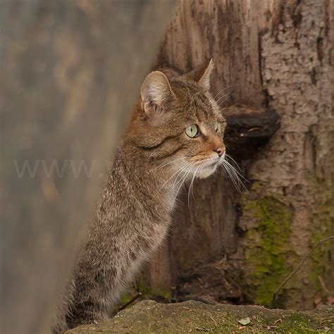 Wild European Cat Bayerische Wald Germany Afrika Natuurfotografie
