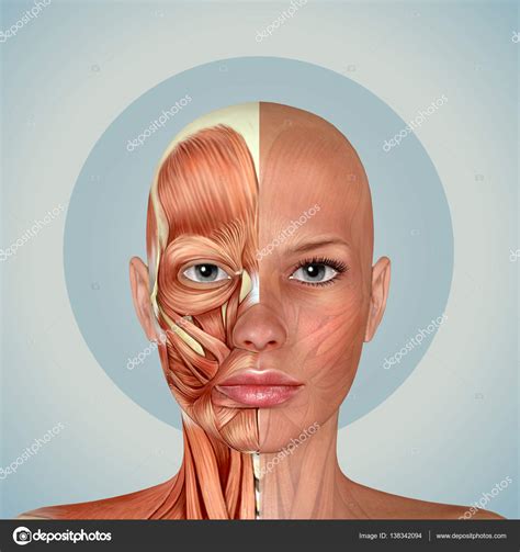 3d Female Face Muscles Anatomy — Stock Photo © Illustrart 138342094