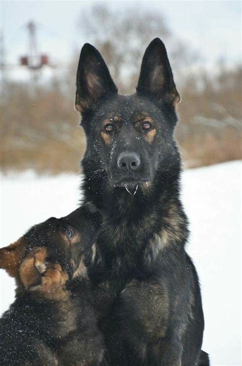 Gorgeous Dark Sable German Shepherd And Puppy With Images Sable