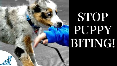 Stop Puppy Biting With These 7 Rules For Training K9 Pie