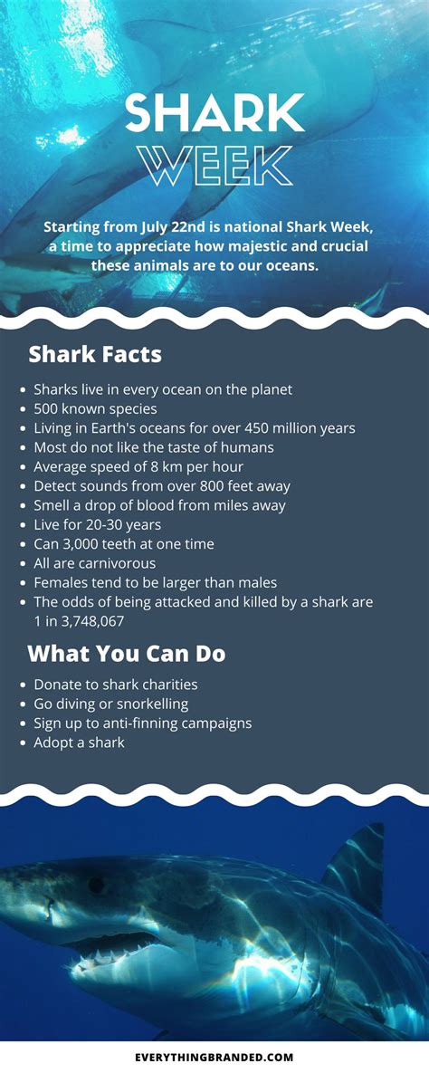 Shark Week Facts About Sharks Infographic Sharks Sharkweek