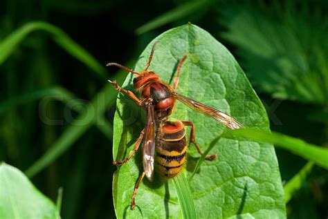 Insect Hornet Wasp Sting Animal Macro Yellow Poisonous Closeup