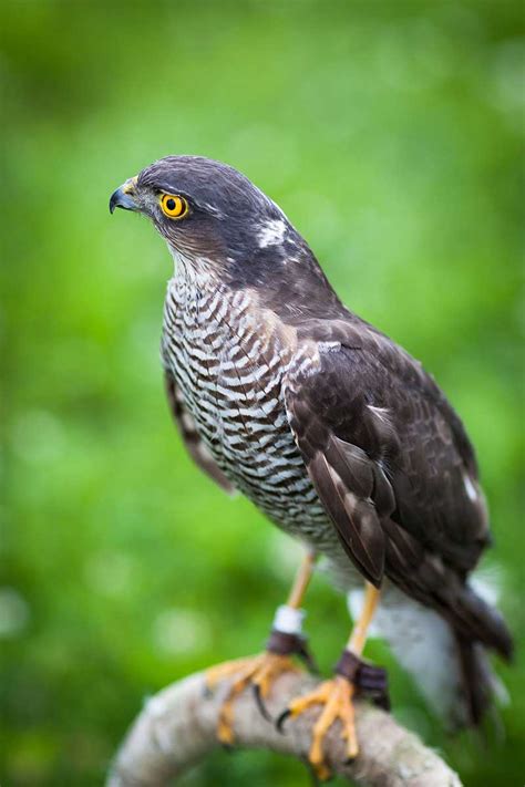 British Birds Of Prey Identification Guides Bird Spot