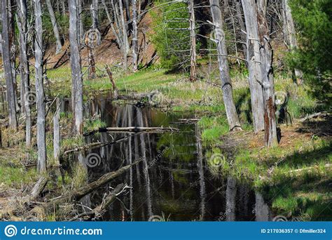 A Stream Flows Through The Wilderness Of New England Stock Image