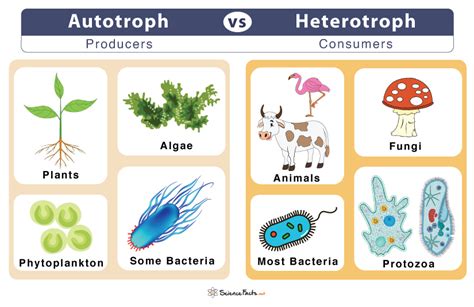 Heterotroph Definition Types Examples And Differences With Autotrophs