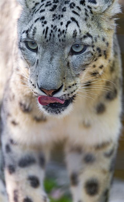 Close Snow Leopard A Closeup Of Pator The Male Snow Leopar Flickr