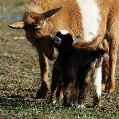 Nigerian Dwarf Goat Kidding Has Started Goat Labor And Birthing