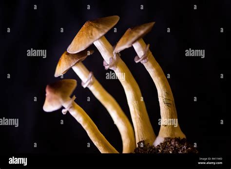 Psilocybe Cubensis Four Fresh Magic Mushrooms In Soil With A Black