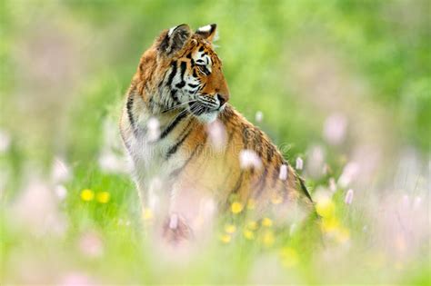 Tiger With Pink And Yellow Flowers Siberian Tiger In Beautiful Habitat