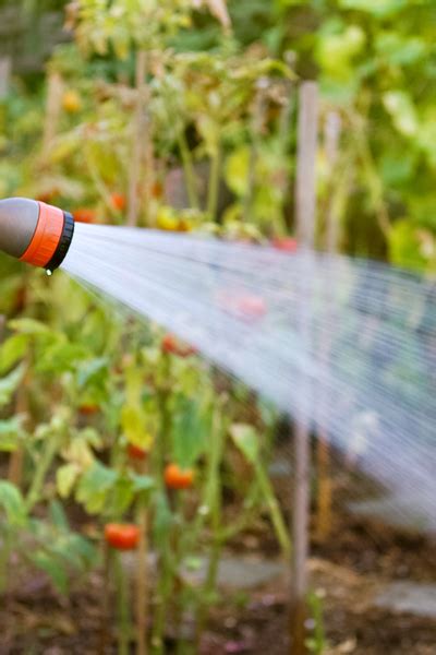 5 Simple Secrets To Watering Vegetable Plants And Gardens For Success
