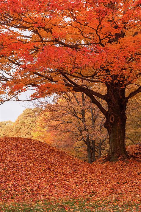 Maple Tree Covered In Orange Foliage By Jeff Folger Of Vistaphotography