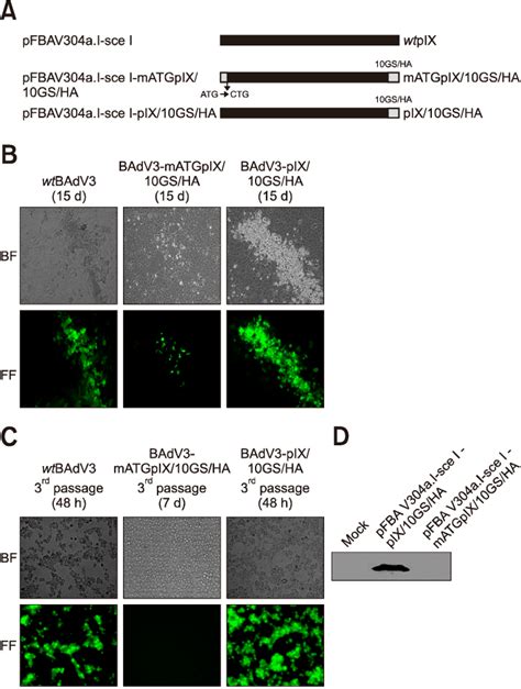 Generation Of Start Codon Mutant And Pix10gsha Fusion Gene A Download Scientific Diagram