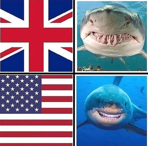 If you go to the poorer areas in big cities like london, you. British Vs American Sharks - Teeth Meme - Shut Up And Take ...