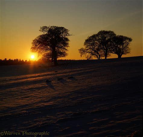 Sunset Over Snowy Field And Silhouette Oak Trees Photo Wp29941