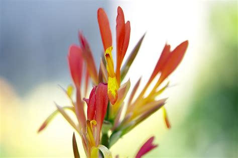 Free estimates for arizona tree planting. Phoenix | Flowering trees, Plants, Flowers