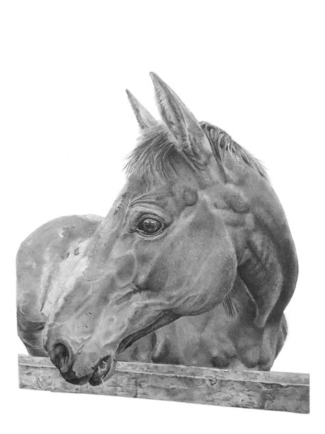 Horse Portrait Simon Knight Art