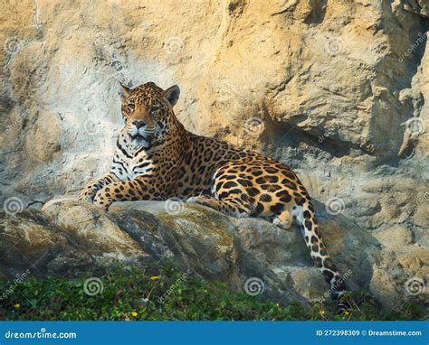 A Jaguar Relaxes On A Rock During The Day Stock Image Image Of