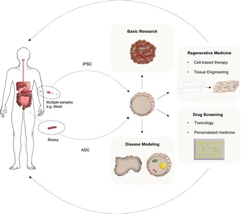 What Gastroenterologists And Hepatologists Should Know About Organoids