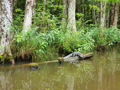 Alligator Tour In The Swamps Of New Orleans Louisiana Rpics
