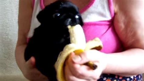 You can give your pet bananas as a treat or simply to improve their health. VIDEO This Pug Puppy Going Bananas For This Banana ...
