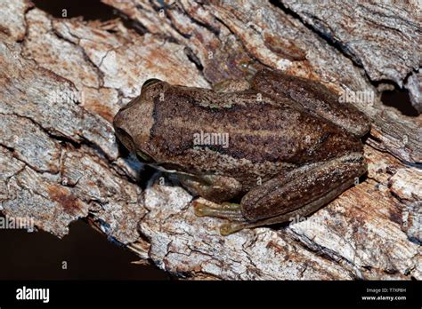 Grenouille Arboricole Ewings Banque De Photographies Et Dimages à Haute Résolution Alamy